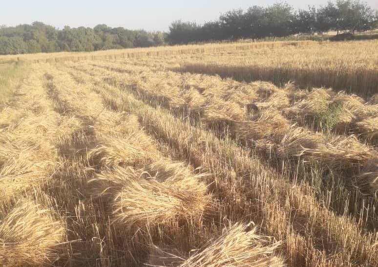 بزګر وايي، چې د غنو دانې د زیات باران له امله بوچې شوې دي 