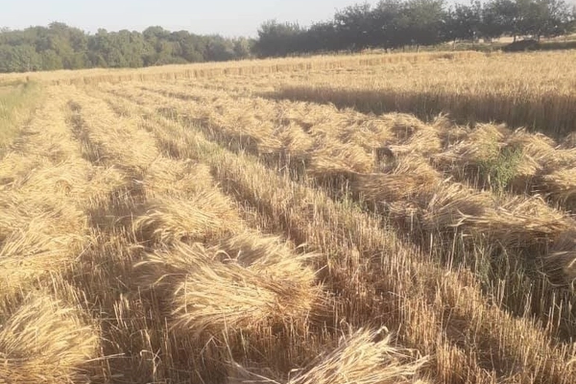 بزګر وايي، چې د غنو دانې د زیات باران له امله بوچې شوې دي