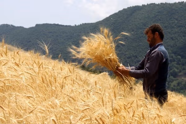 د وچکالۍ اندېښنه؛ ملګرو ملتونو د کرنیزو سیمو د رطوبت کمېدو خبرداری ورکړی