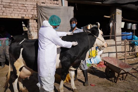 سازمان غذا و کشاورزی نسبت به گسترش سریع یک بیماری دامی در افغانستان هشدار داد