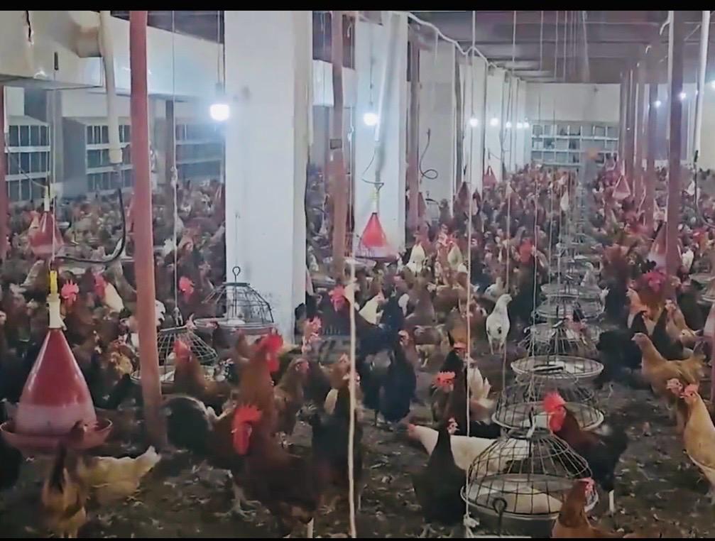 طالبان وایي دامهال په لغمان کې د چرګانو د روزنې ۱۰۰ فارمونه فعالیت کوي