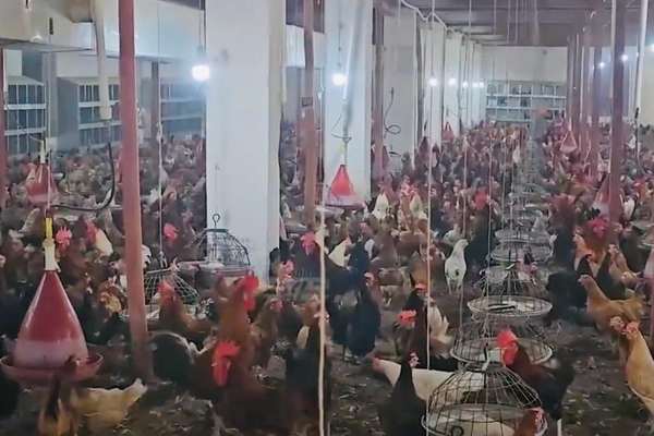 طالبان وایي دامهال په لغمان کې د چرګانو د روزنې ۱۰۰ فارمونه فعالیت کوي