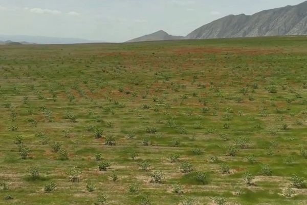 طالبان: په بلخ کې سږکال پر نږدې ۲۳۰ جریبه ځمکه نوي بڼونه جوړ شوي