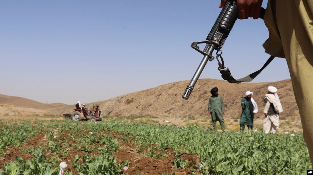 طالبان: په هلمند او فراه ولایتونو کې مو د کوکنارو کروندې اړولې دي