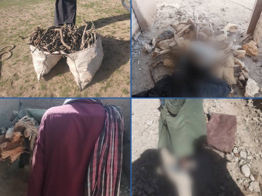 طالبانو په بادغیس کې د ونو پرې کولو په تور څلور کسان نیولي دي