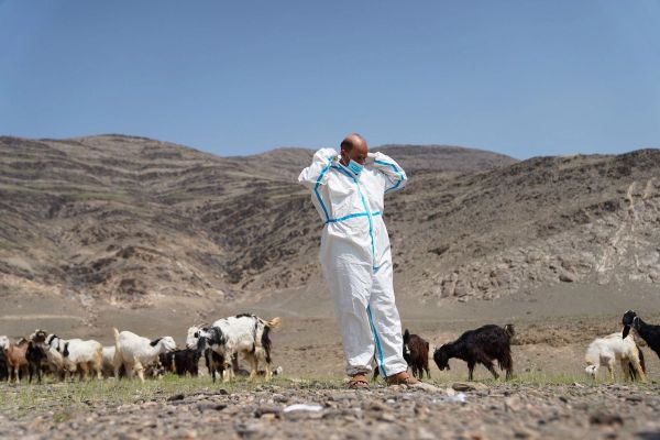 سازمان غذا و کشاورزی ۶ میلیون گوسفند و بز را در سراسر افغانستان واکسینه کرده است