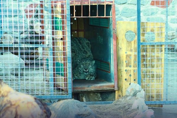 له بدخشان ولایت څخه یوه واورینه پړانګه کابل ژوبڼ ته لېږدول شوې