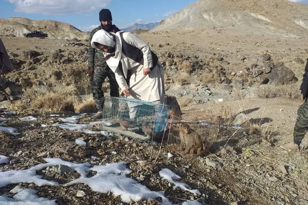 طالبان: په خوست کې یوه بیزو او یو شمېر وحشي مرغان له ښکاریانو ژغورل شوي دي