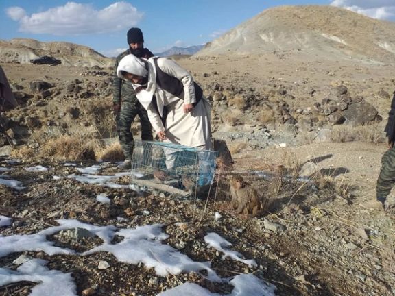 طالبان: په خوست کې یوه بیزو او یو شمېر وحشي مرغان له ښکاریانو ژغورل شوي دي