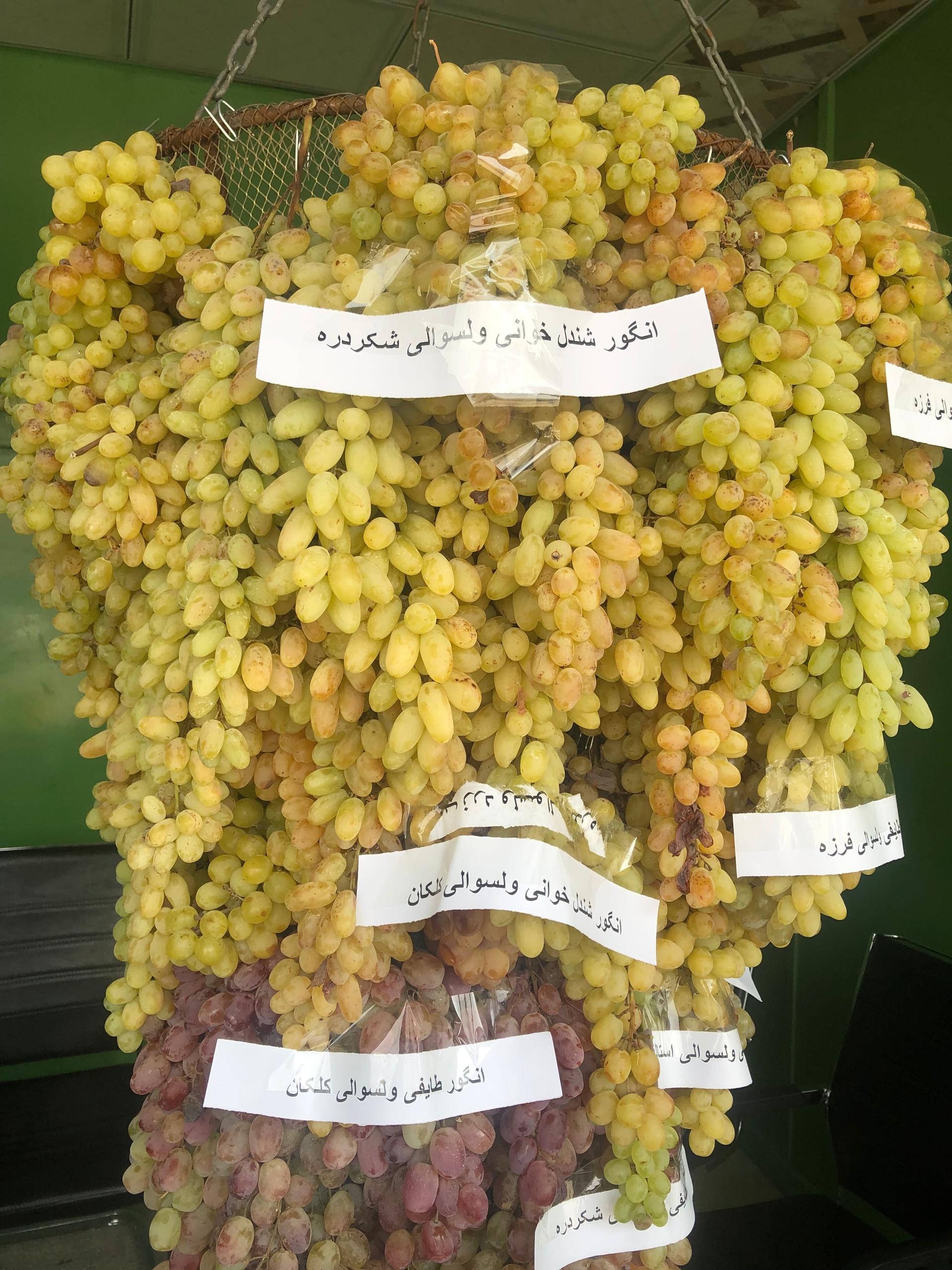 باغداران: توقف تجارت با پاکستان قیمت انگور را ۷۰ درصد کاهش داده است
