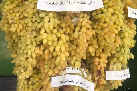 باغداران: توقف تجارت با پاکستان قیمت انگور را ۷۰ درصد کاهش داده است