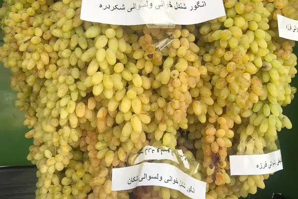باغداران: توقف تجارت با پاکستان قیمت انگور را ۷۰ درصد کاهش داده است