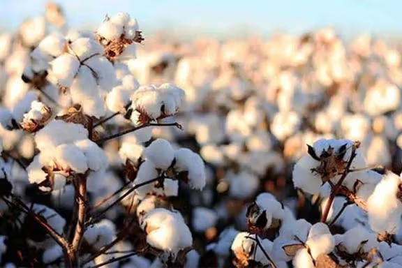 له پاکستان سره تړلې لارې؛ له کندهار نه ایران ته ۷۰۰ ټنه پنبه صادره شوې