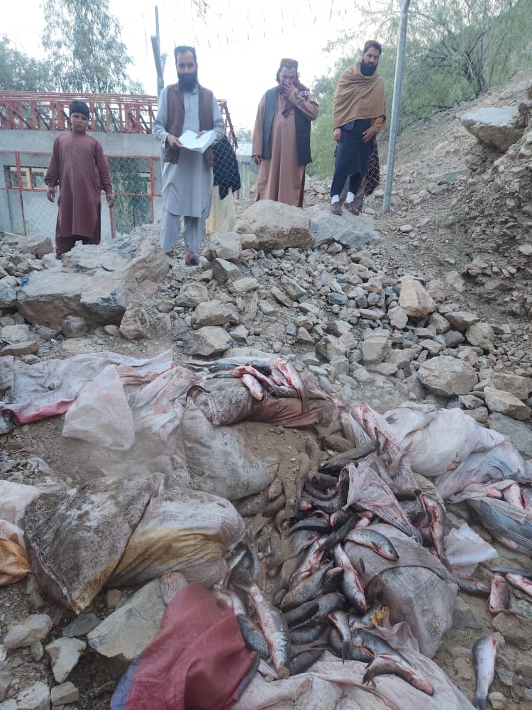 طالبانو له پاکستان نه راوړل شوي نیم ټُن قاچاقي کبان تر خاورو لاندې کړل