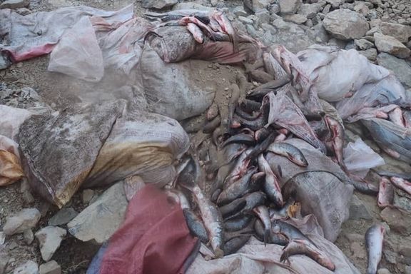 طالبانو له پاکستان نه راوړل شوي نیم ټُن قاچاقي کبان تر خاورو لاندې کړل