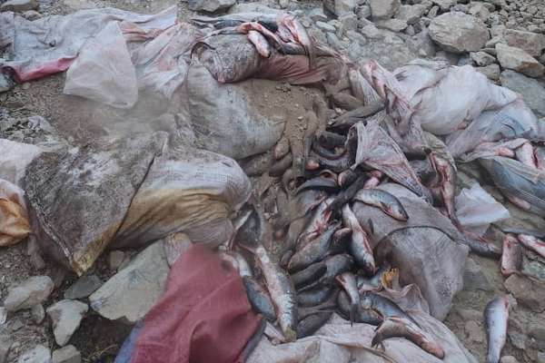 طالبانو له پاکستان نه راوړل شوي نیم ټُن قاچاقي کبان تر خاورو لاندې کړل