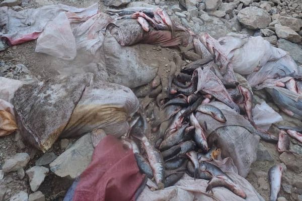 طالبانو له پاکستان نه راوړل شوي نیم ټُن قاچاقي کبان تر خاورو لاندې کړل