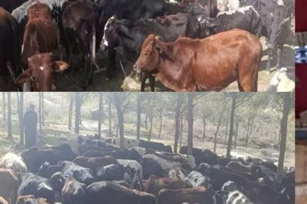 طالبانو په ننګرهار کې له پاکستان نه د ۱۱۷ قاچاق شویو څارویو د نیولو خبر ورکړی