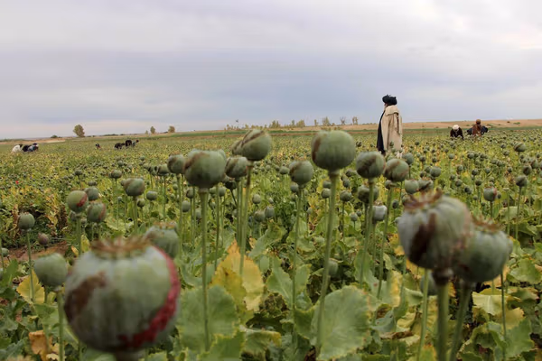 سازمان ملل بر ضرورت مقابله با شبکههای مجرمانه فراملی در افغانستان و جهان تاکید کرد