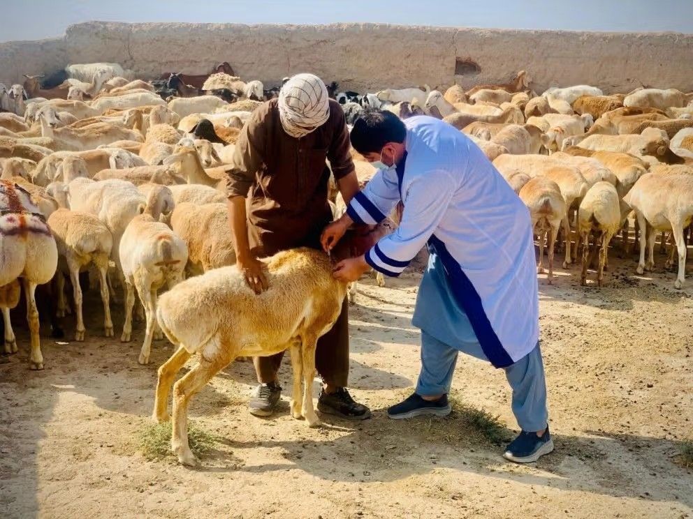 سازمان ملل: حدود ۷۰ درصد جمعیت روستایی افغانستان به دامداری وابسته‌اند 