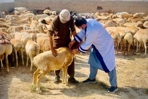 سازمان ملل: حدود ۷۰ درصد جمعیت روستایی افغانستان به دامداری وابستهاند