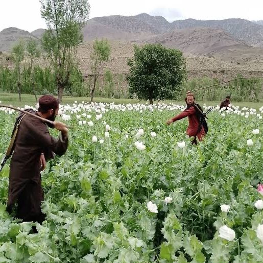 طالبان: د افغانستان په بېلابېلو ولایتونو کې مو په شاوخوا ۲۰۰ جریبه ځمکه کوکنار اړولي دي