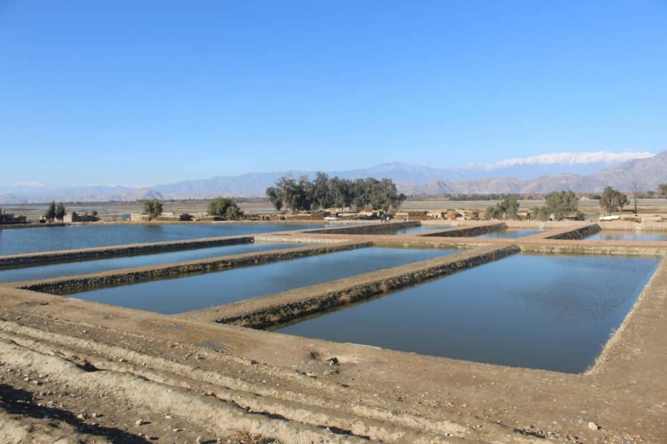 د طالبانو اقتصادي کمیسیون د کبانو د ۷۷۰۰ فارمونو جوړولو طرحه تایید کړې 